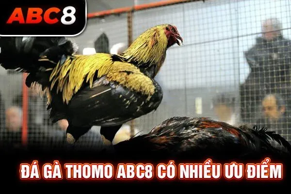 Đá gà Thomo ABC8 có nhiều ưu điểm