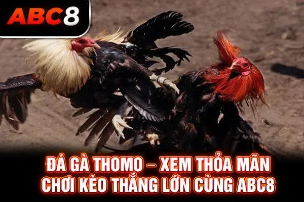 Đá Gà Thomo – Xem Thỏa Mãn, Chơi Kèo Thắng Lớn Cùng ABC8