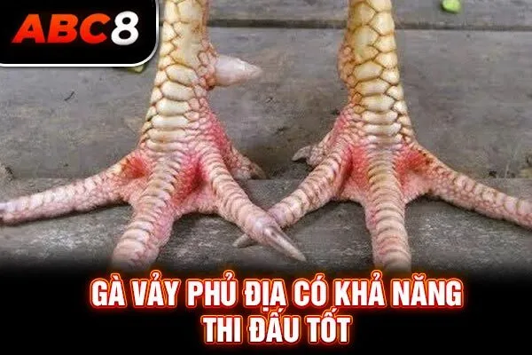 Gà vảy phủ địa có khả năng thi đấu tốt