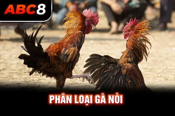 Phân loại gà nòi 