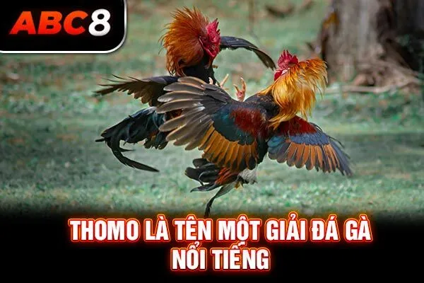 Thomo là tên một giải đá gà nổi tiếng