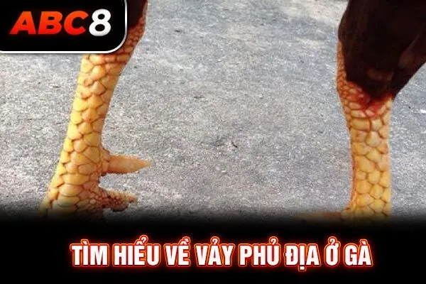 Tìm hiểu về vảy phủ địa ở gà